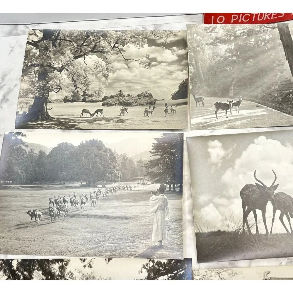 Nara-Park Japan RPPC Postcard Vintage Set of 9 Travel Souvenir Photos 1940s